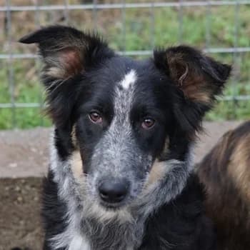 Talom, male 4yo Mixed Breed for adoption at Hundegarten Serres, Euskirchen
