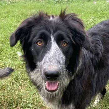 Lessa, female 3yo Mixed Breed for adoption at Hundegarten Serres, Euskirchen