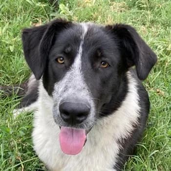 Baneike, female 3yo Mixed Breed for adoption at Hundegarten Serres, Euskirchen