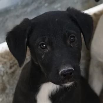 Ophelia, female 3yo Mixed Breed for adoption at Hundegarten Serres, Euskirchen