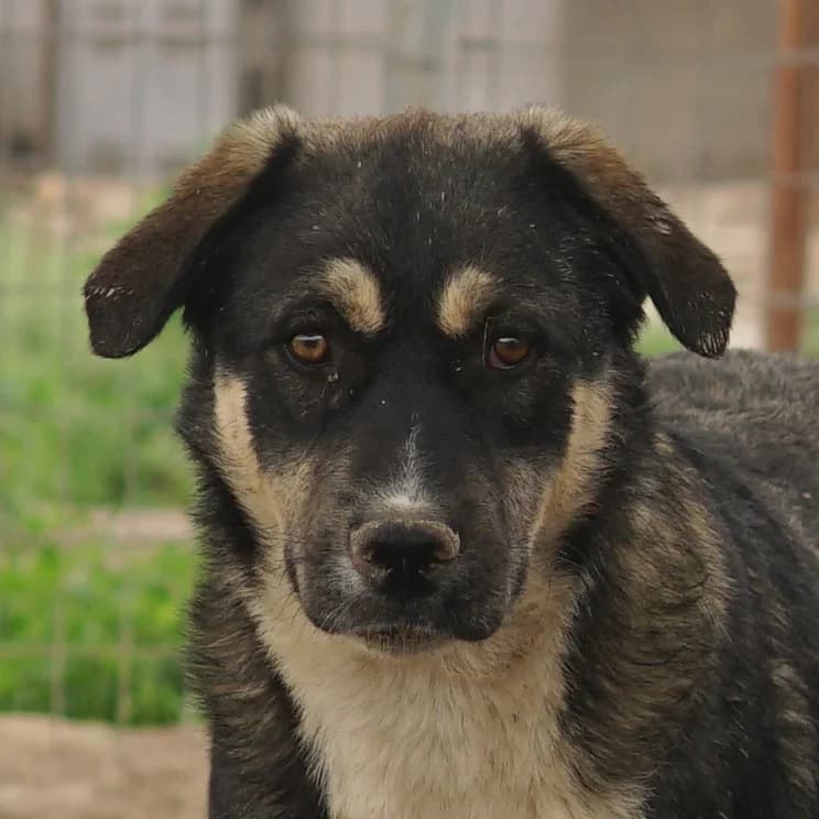 Susi, female 3yo Mixed Breed for adoption at Hundegarten Serres, Euskirchen