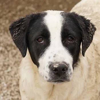 Emil, male 3yo Mixed Breed for adoption at Hundegarten Serres, Euskirchen