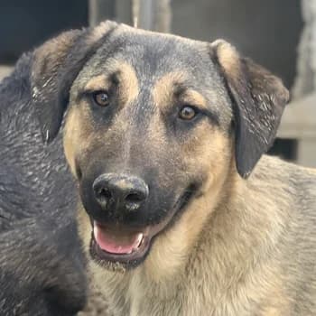 Liam, male 3yo Mixed Breed for adoption at Hundegarten Serres, Euskirchen