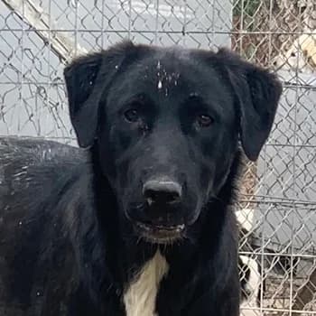 Robi, male 3yo Mixed Breed for adoption at Hundegarten Serres, Euskirchen