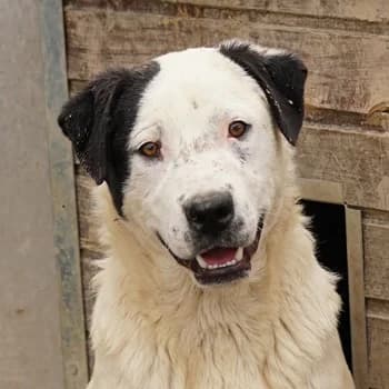 Ronny, male 3yo Mixed Breed for adoption at Hundegarten Serres, Euskirchen