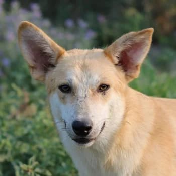 Milio, male 3yo Mixed Breed for adoption at Hundegarten Serres, Euskirchen
