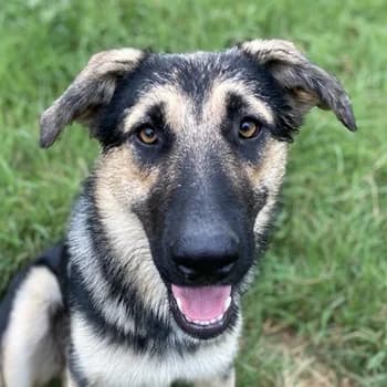 Minu, female 3yo Mixed Breed for adoption at Hundegarten Serres, Euskirchen