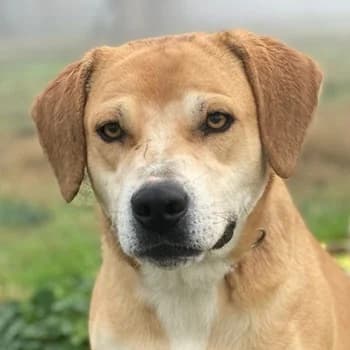Cece, female 6yo Mixed Breed for adoption at Hundegarten Serres, Euskirchen