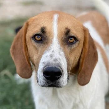 Tonio, male 4yo Mixed Breed for adoption at Hundegarten Serres, Euskirchen
