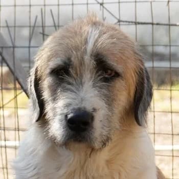 Maylo, male 4yo Mixed Breed for adoption at Hundegarten Serres, Euskirchen
