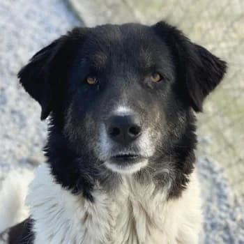 Filona, female 5yo Mixed Breed for adoption at Hundegarten Serres, Euskirchen