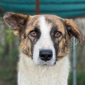 Orini, female 4yo Mixed Breed for adoption at Hundegarten Serres, Euskirchen
