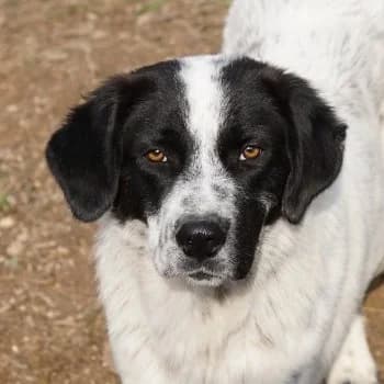 Dino, male 4yo Mixed Breed for adoption at Hundegarten Serres, Euskirchen