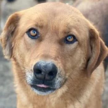 Pixie, female 3yo Mixed Breed for adoption at Hundegarten Serres, Euskirchen