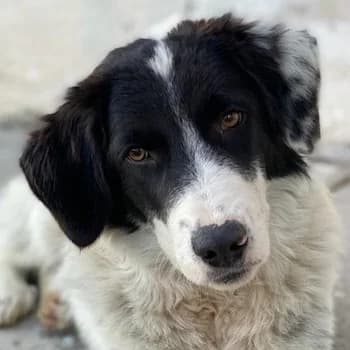 Harbin, male 4yo Mixed Breed for adoption at Hundegarten Serres, Euskirchen