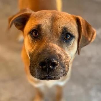 Jordan, male 4yo Mixed Breed for adoption at Hundegarten Serres, Euskirchen