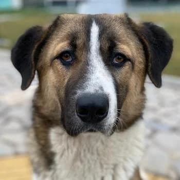 Anxton, male 4yo Mixed Breed for adoption at Hundegarten Serres, Euskirchen
