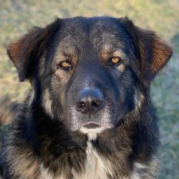 Clark, male 4yo Mixed Breed for adoption at Hundegarten Serres, Euskirchen