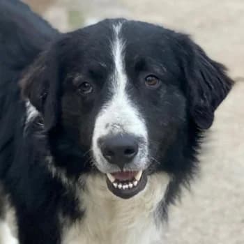 Quentin, male 3yo Mixed Breed for adoption at Hundegarten Serres, Euskirchen