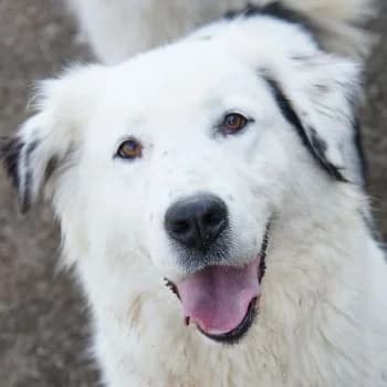 Canja, female 3yo Mixed Breed for adoption at Hundegarten Serres, Euskirchen