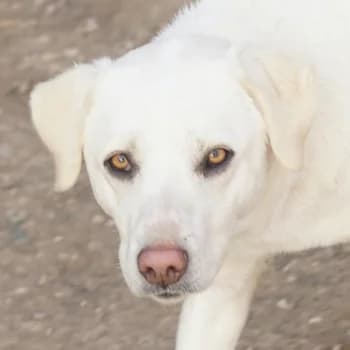 Gianna, female 4yo Mixed Breed for adoption at Hundegarten Serres, Euskirchen