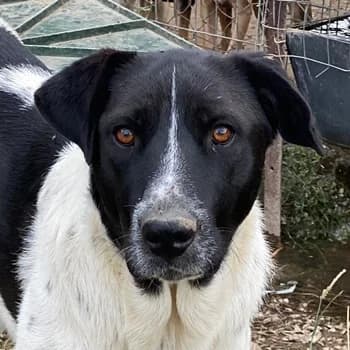 Yaska, female 4yo Mixed Breed for adoption at Hundegarten Serres, Euskirchen