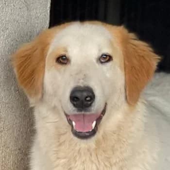 Tobby, male 3yo Mixed Breed for adoption at Hundegarten Serres, Euskirchen