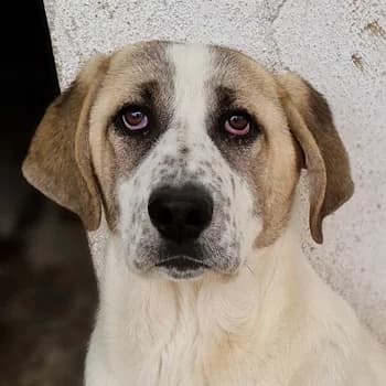 Lou, female 3yo Mixed Breed for adoption at Hundegarten Serres, Euskirchen
