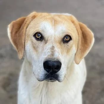 Roxi, female 3yo Mixed Breed for adoption at Hundegarten Serres, Euskirchen