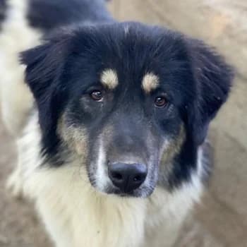 Rainy, male 3yo Mixed Breed for adoption at Hundegarten Serres, Euskirchen