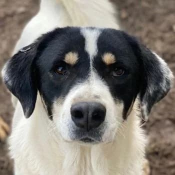 Windy, male 3yo Mixed Breed for adoption at Hundegarten Serres, Euskirchen