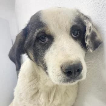 Sunshine, female 3yo Mixed Breed for adoption at Hundegarten Serres, Euskirchen