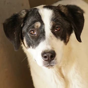 Thundery, female 3yo Mixed Breed for adoption at Hundegarten Serres, Euskirchen