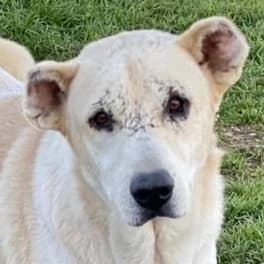 Pippo, male 5yo Mixed Breed for adoption at Hundegarten Serres, Euskirchen