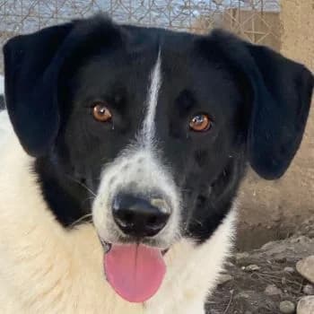 Grecco, male 3yo Mixed Breed for adoption at Hundegarten Serres, Euskirchen