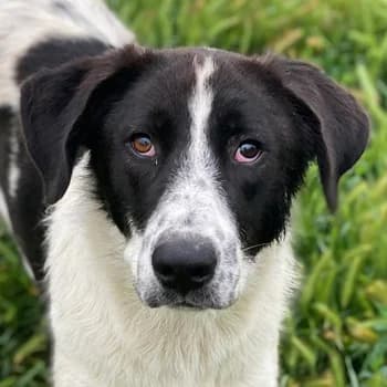 Dario Lorenzo, male 3yo Mixed Breed for adoption at Hundegarten Serres, Euskirchen