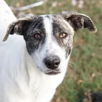 Mea, female 3yo Mixed Breed for adoption at Hundegarten Serres, Euskirchen