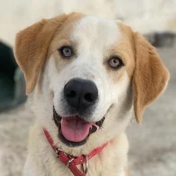 Nikki, male 4yo Mixed Breed for adoption at Hundegarten Serres, Euskirchen