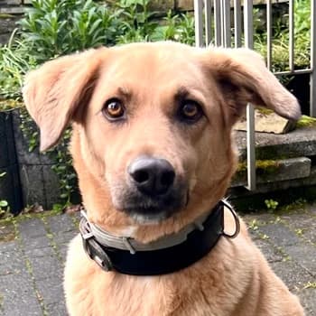 Fanta, female senior Mixed Breed for adoption at Hundegarten Serres, Euskirchen