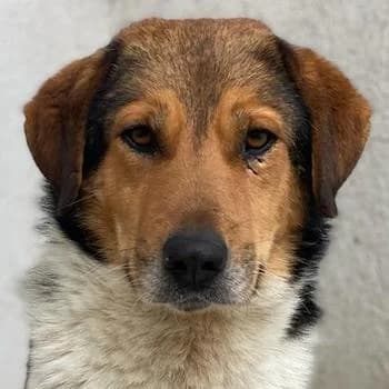 Noah, male 5yo Mixed Breed for adoption at Hundegarten Serres, Euskirchen