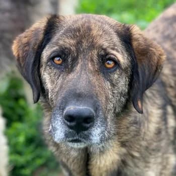 Theo, male 4yo Mixed Breed for adoption at Hundegarten Serres, Euskirchen
