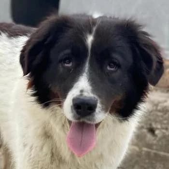 Cora, female 3yo Mixed Breed for adoption at Hundegarten Serres, Euskirchen