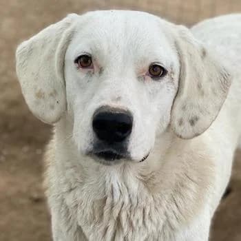 Melli, female 4yo Mixed Breed for adoption at Hundegarten Serres, Euskirchen
