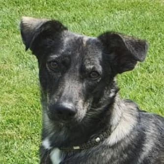 Larsson, male 7yo Mixed Breed for adoption at Hundegarten Serres, Euskirchen