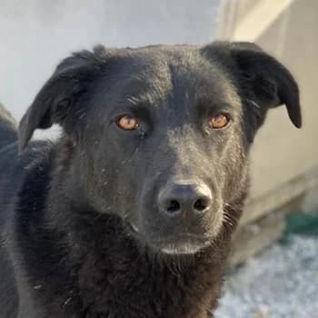 Acero, male 7yo Mixed Breed for adoption at Hundegarten Serres, Euskirchen