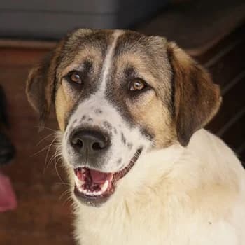 Canis, male 3yo Mixed Breed for adoption at Hundegarten Serres, Euskirchen