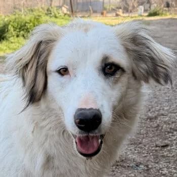 Eika, female 3yo Mixed Breed for adoption at Hundegarten Serres, Euskirchen