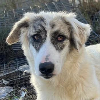 Gerda, female 3yo Mixed Breed for adoption at Hundegarten Serres, Euskirchen