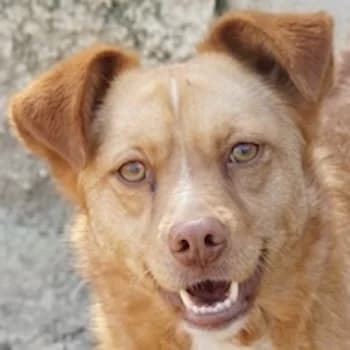 Rosalie, female 3yo Mixed Breed for adoption at Hundegarten Serres, Euskirchen