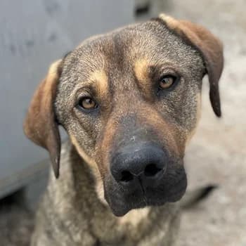 Waldo, male 4yo Mixed Breed for adoption at Hundegarten Serres, Euskirchen